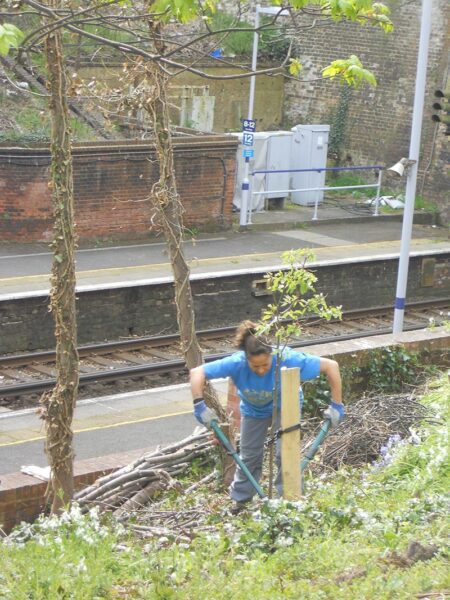 Working by the new fruit trees