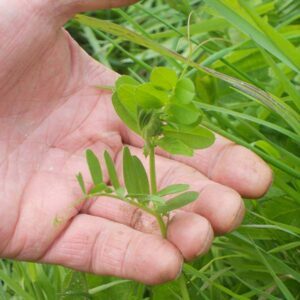 Common_Vetch