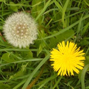 Dandelion