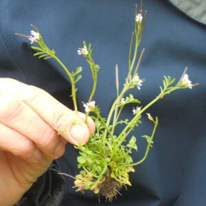 Hairy Bittercress