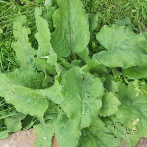 Lesser_Burdock