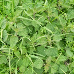 Nettle