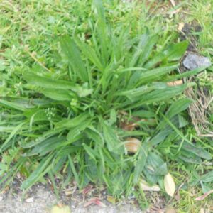 Ribwort_plantain