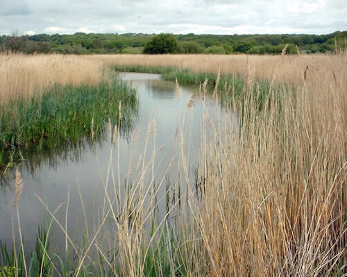 Filsham Reedbeds