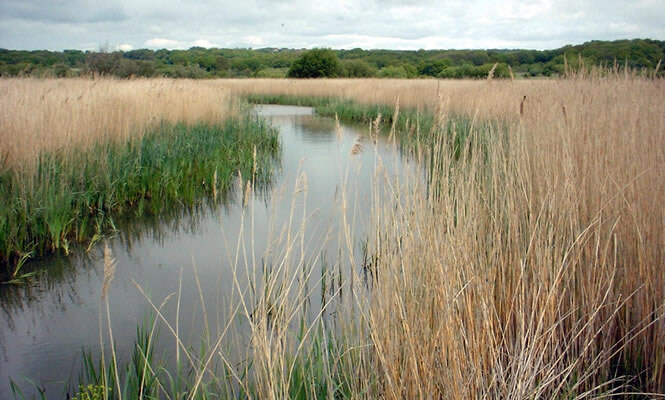 Filsham_Reedbed_Local_Nature_Reserve