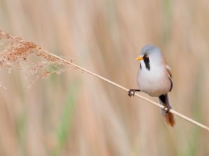 Filsham Reedbeds