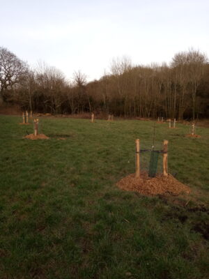 Church Wood Community Orchard