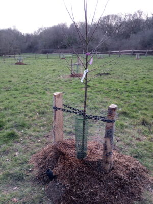 Church Wood Community Orchard